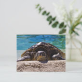 Sleepy Turtle Postkarte (Stehend Vorderseite)