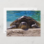 Sleepy Turtle Postkarte (Vorne/Hinten)