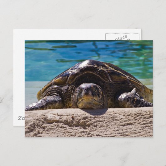 Sleepy Turtle Postkarte (Vorne/Hinten)