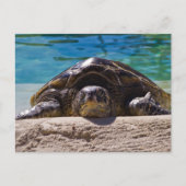 Sleepy Turtle Postkarte (Vorderseite)