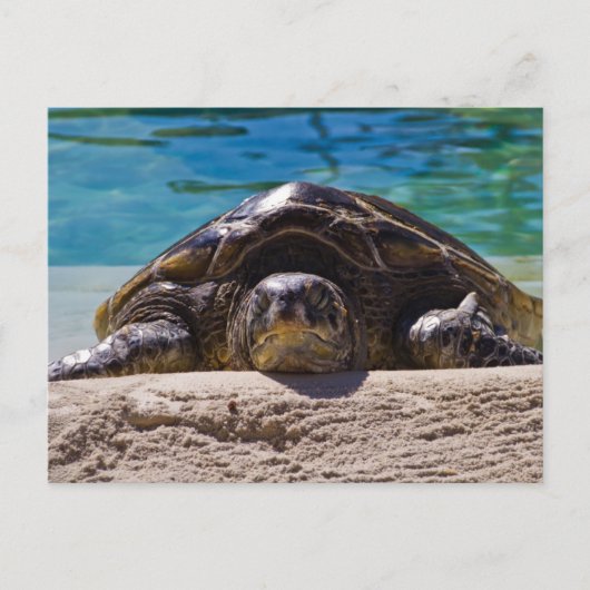 Sleepy Turtle Postkarte (Vorderseite)