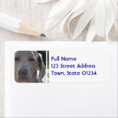 Sleepy Weimaraner (Insitu)