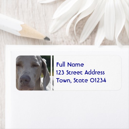 Sleepy Weimaraner (Insitu)