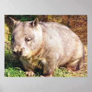 Sleepy Wombat Poster