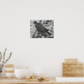 Sleepy Wood Taube Print Poster (Küche)