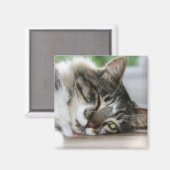 Sleepy Zorro Magnet (Vorderseite/Rückseite)