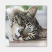 Sleepy Zorro Magnet (Vorne)