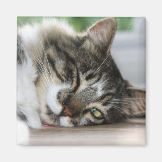 Sleepy Zorro Magnet (Vorne)