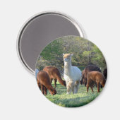 Sleigh Belle Magnet (Vorderseite/Rückseite)