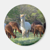 Sleigh Belle Magnet (Vorne)