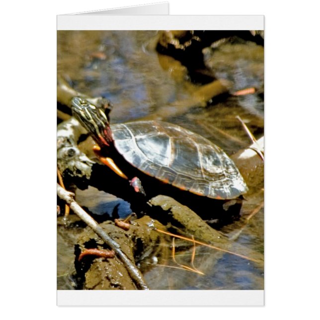 Slider Turtle (Vorne)