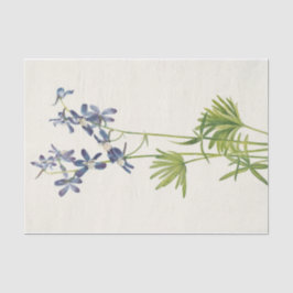 Slim Larkspur von Mary Vaux Walcott Seidenpapier