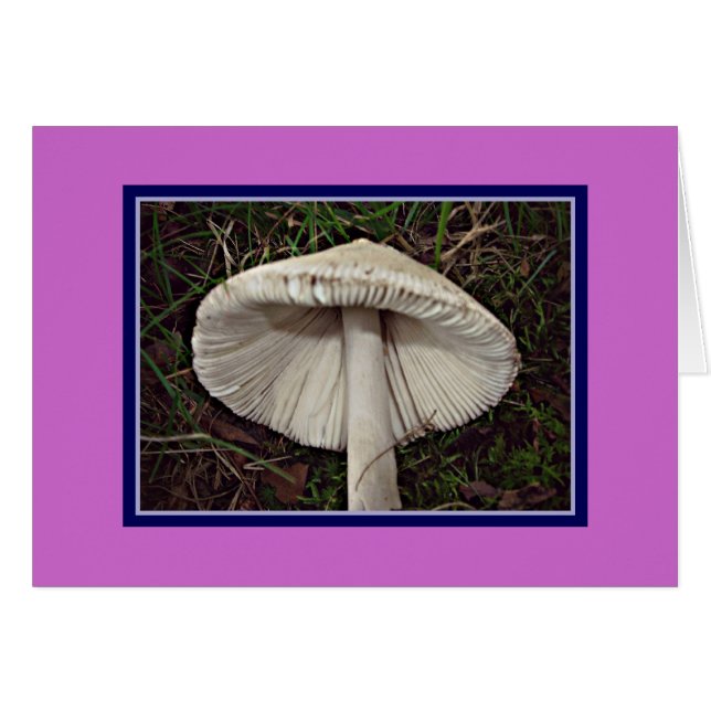 Slim Shady Pilz (Vorderseite (Horizontal))