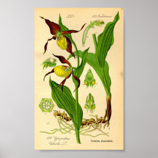 Slipper Orchid (Cypripedium calceolus) Poster