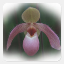 Slipper Orchid