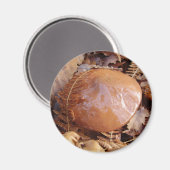 Slippery Jack Mushroom Magnet (Vorderseite/Rückseite)