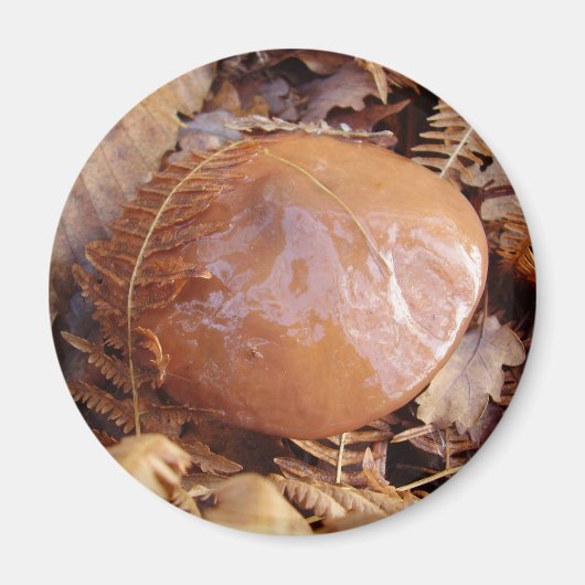 Slippery Jack Mushroom Magnet (Vorne)