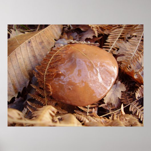 Slippery Jack Mushroom Poster (Vorne)