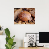 Slippery Jack Mushroom Poster (Heimbüro)