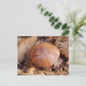 Slippery Jack Mushroom Postkarte (Stehend Vorderseite)