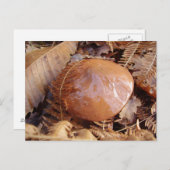 Slippery Jack Mushroom Postkarte (Vorne/Hinten)
