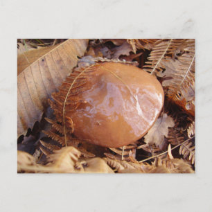 Slippery Jack Mushroom Postkarte