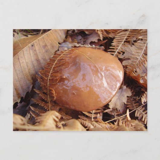 Slippery Jack Mushroom Postkarte (Vorderseite)