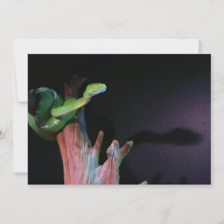 Slithering Green Tree Boa