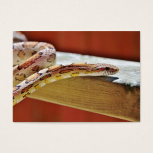 Slithering rote Mais-Schlange