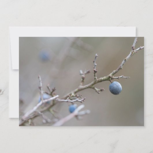 Sloe Berries Nature Foto Card (Vorderseite)