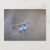 Sloe Berries Nature Foto Postkarte (Vorderseite)