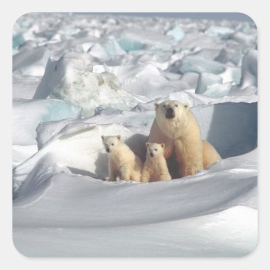 SLOGAN hinzufügen, um Polarbären auf dem Planeten Quadratischer Aufkleber (Vorderseite)