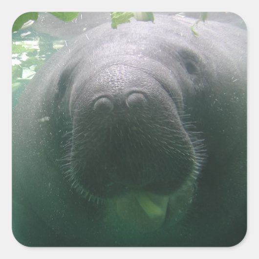 Sloppy-Manatee-Aufkleber Quadratischer Aufkleber (Vorderseite)