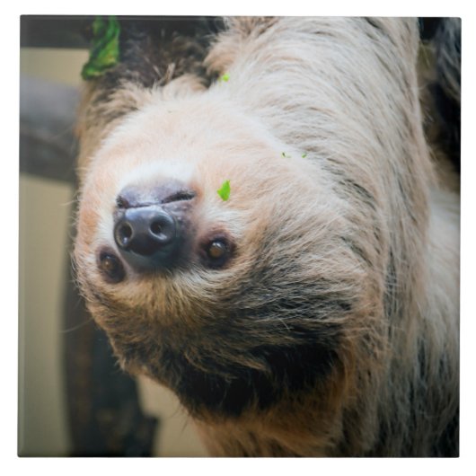 Sloth 001 fliese (Vorderseite)