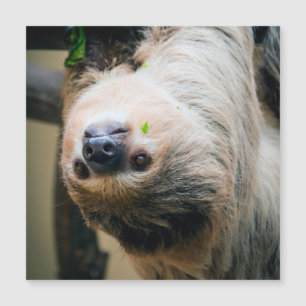 Sloth 001 magnetkarte