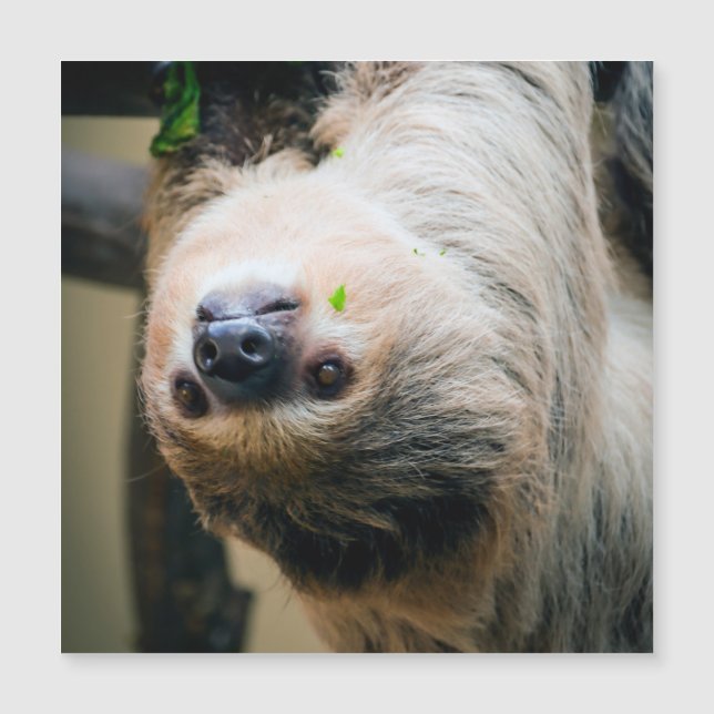 Sloth 001 magnetkarte (Vorderseite)