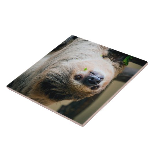 Sloth 005 fliese (Seite)