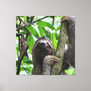 Sloth_20171101_by_JAMFoto Leinwanddruck