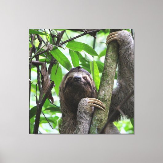 Sloth_20171101_by_JAMFoto Leinwanddruck (Vorderseite)