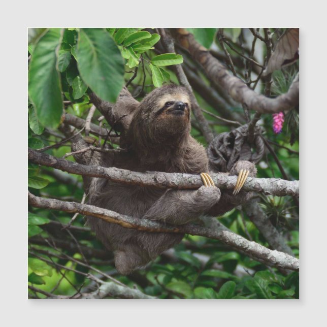 Sloth_20171106_by_JAMFoto Magnetkarte (Vorderseite)