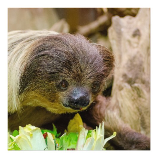 Sloth_20171107_by_JAMFoto Fotodruck (Vorne)