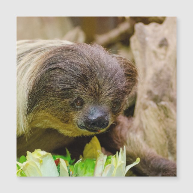 Sloth_20171107_by_JAMFoto Magnetkarte (Vorderseite)