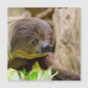 Sloth_20171108_by_JAMFoto Magnetkarte