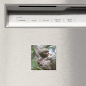 Sloth Baby mit Mutter, die von einem Baum hängt Magnet (In Situ (Geschirrspüler))