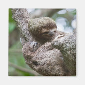 Sloth Baby mit Mutter, die von einem Baum hängt Magnet (Vorne)