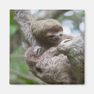 Sloth Baby mit Mutter, die von einem Baum hängt Magnet