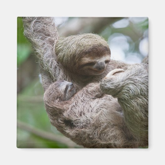 Sloth Baby mit Mutter, die von einem Baum hängt Magnet (Vorne)