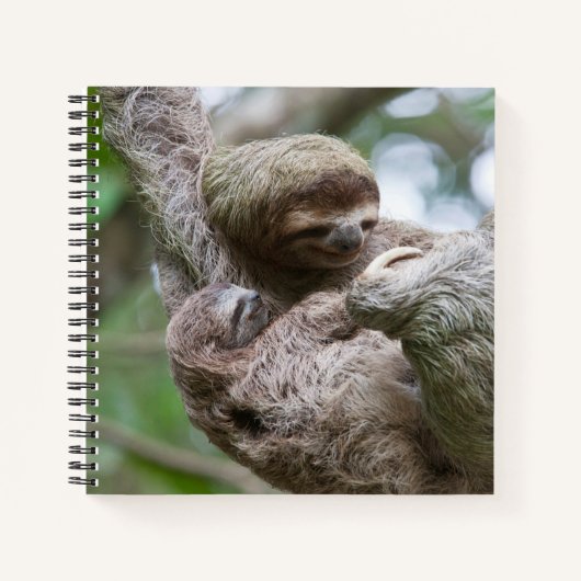 Sloth Baby mit Mutter, die von einem Baum hängt Notizblock (Vorderseite)