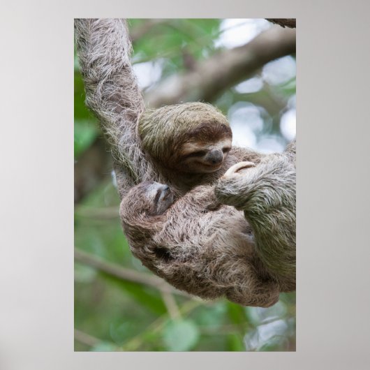 Sloth Baby mit Mutter, die von einem Baum hängt Poster (Vorne)