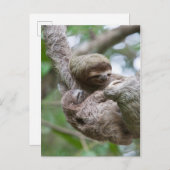 Sloth Baby mit Mutter, die von einem Baum hängt Postkarte (Vorne/Hinten)